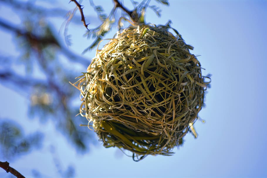 nest, bird, nature, animal nest, plant, no people, tree, close-up HD wallpaper