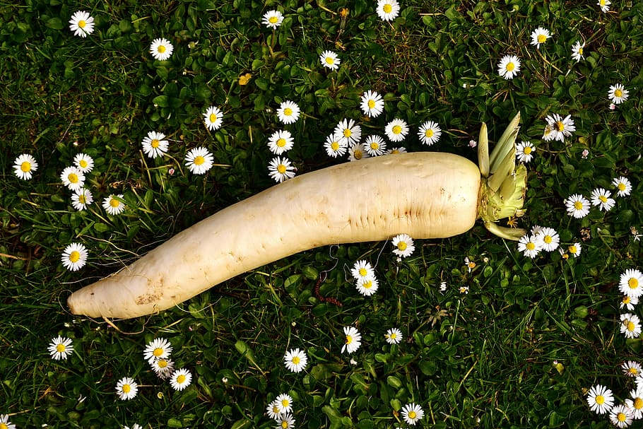 radish, raphanus, white, vegetables, radix, root, cruciferous plant HD wallpaper