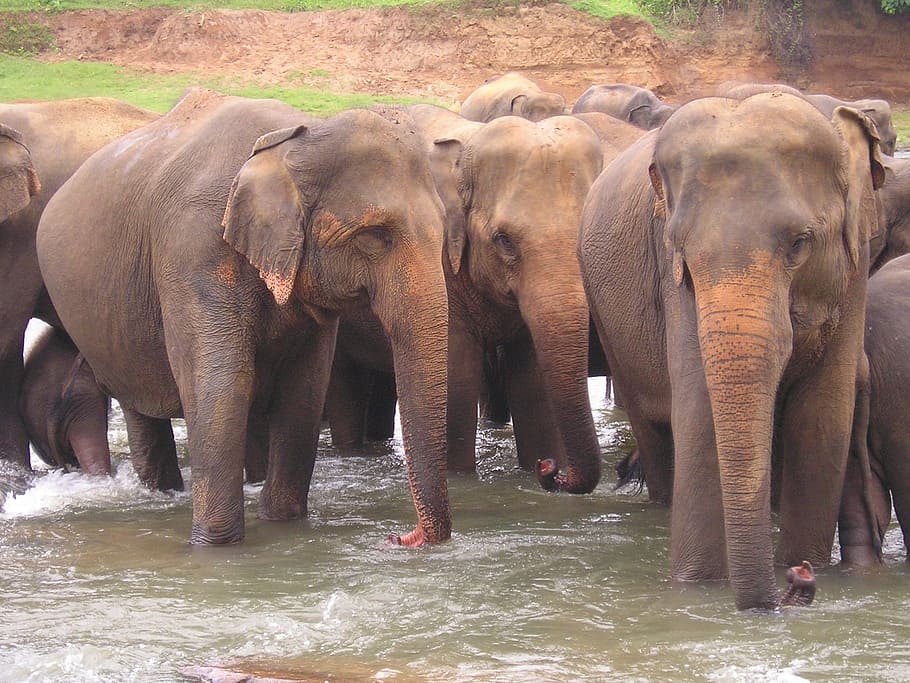 Elephants, Sri Lanka, Travel, Wildlife, ceylon, outdoor, tourism, HD wallpaper