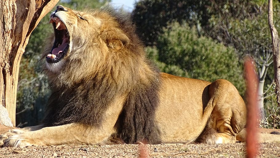 brown lion, roaring lion, big-cat, carnivore, mane, feline, africa, HD wallpaper
