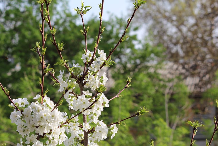 tree, flower, nature, branch, plant, season, cherry, outdoors, HD wallpaper