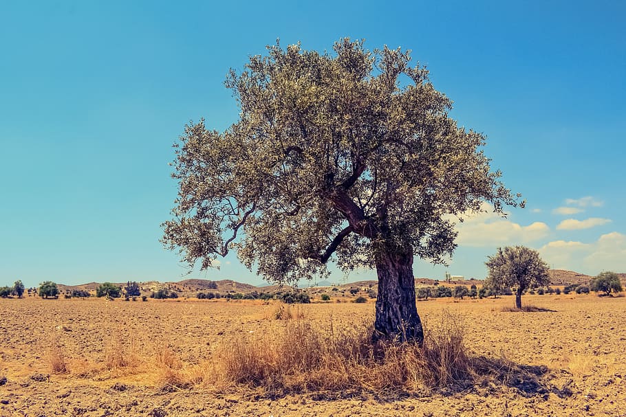 Tree, Field, Countryside, Landscape, summer, scenery, rural HD wallpaper