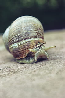 Snail, Shell, Nature, Animal, Macro, wildlife, garden, gastropod HD wallpaper