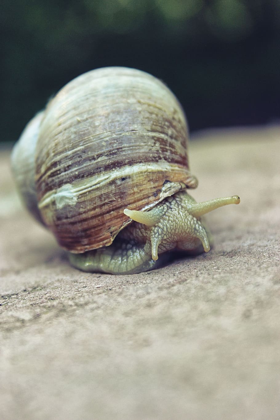 Snail, Shell, Nature, Animal, Macro, wildlife, garden, gastropod HD wallpaper