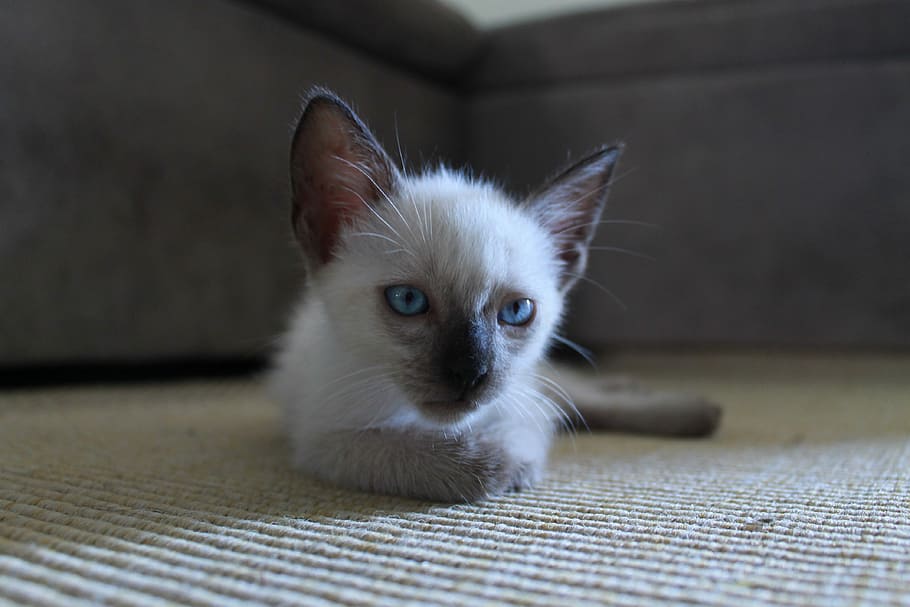 Kitten, Kitty, Fur, Cat, Pet, Animal, cute, domestic, young HD wallpaper