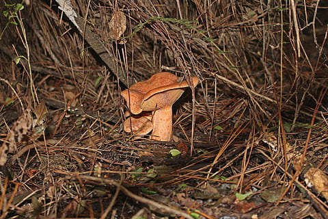 mushroom, red, nature, forest, leaf, green, colorful, fungus HD wallpaper