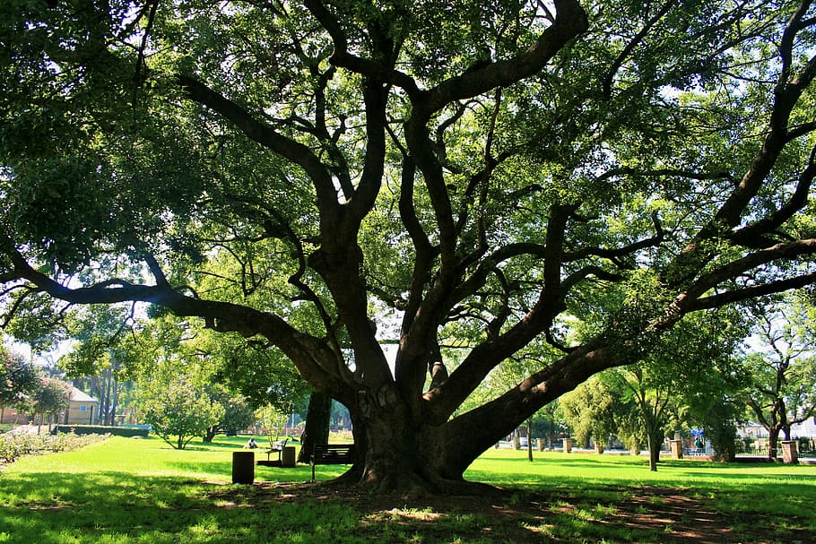oak tree, majestic, old, grand, big, shade, park, plant, trunk HD wallpaper