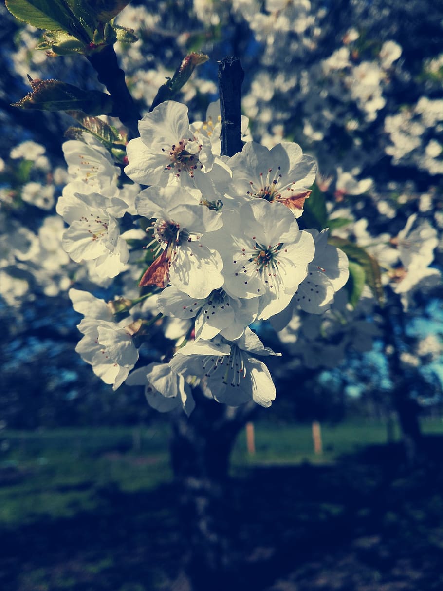 bouquet, flowers, spring, flowering plant, fragility, beauty in nature HD wallpaper
