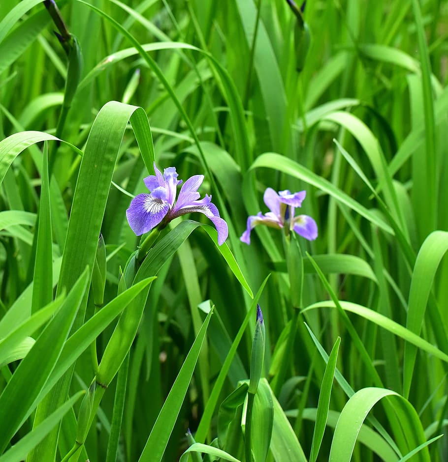 Iris, Flower, Beautiful, blue, hope, green color, growth, purple, HD wallpaper