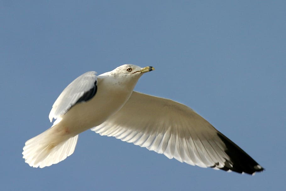 Bird, Gull, Fly, Flight, Sky, Animal, seagull, soaring, wing HD wallpaper