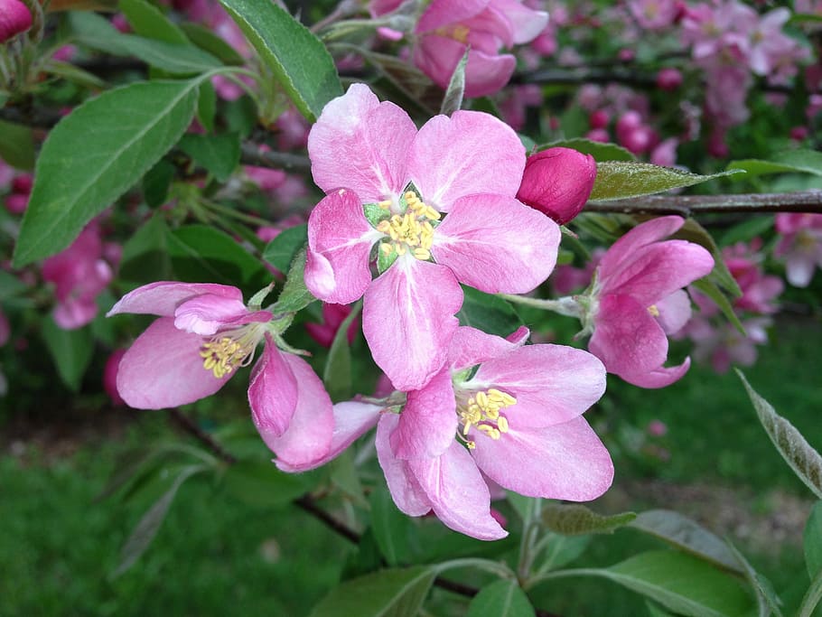 pink petal flowers, apple, blossoms, apple blossom, tree, branch HD wallpaper