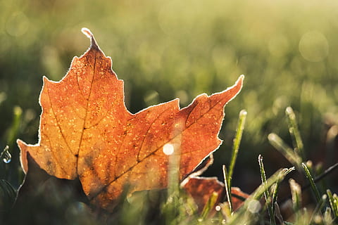 An orange tree leaf on the ground in Autumn, nature, fall, season HD wallpaper