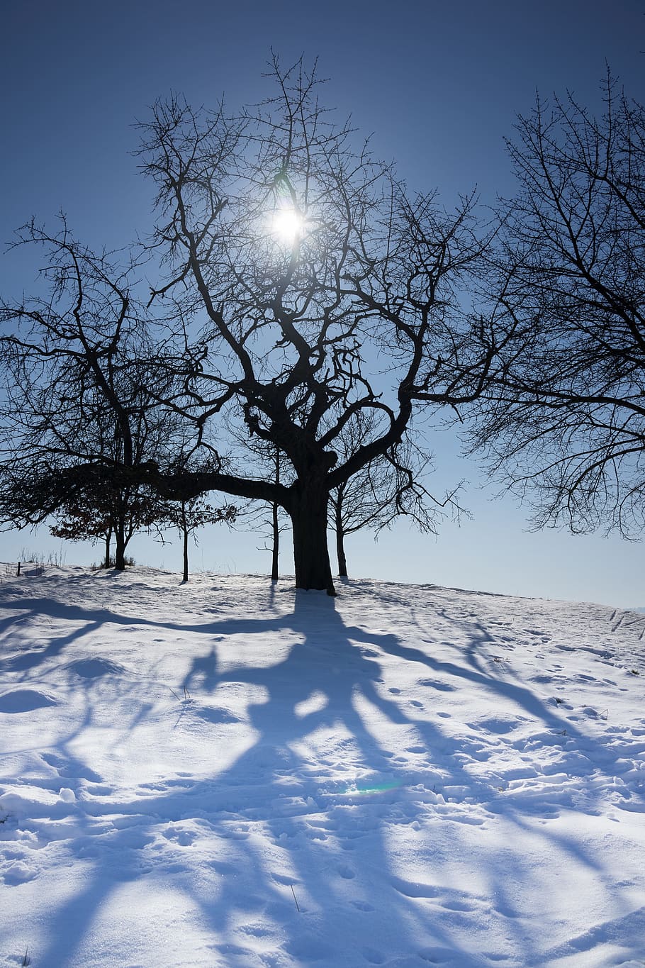 Winter, Tree, Sun, Snow, Shadow, loneliness, cold temperature HD wallpaper
