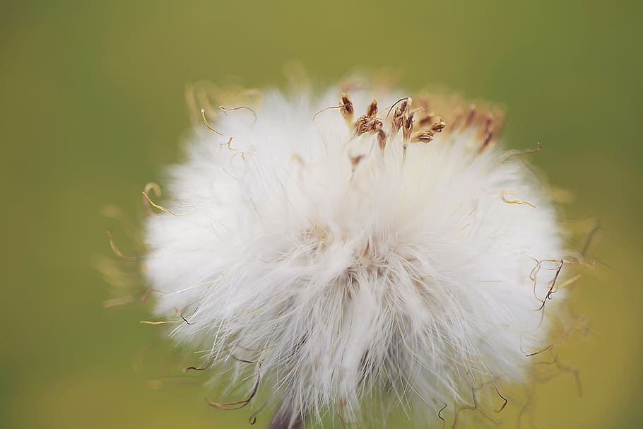 dandelion, flower, seed, green, spring, garden, plant, spring flower HD wallpaper