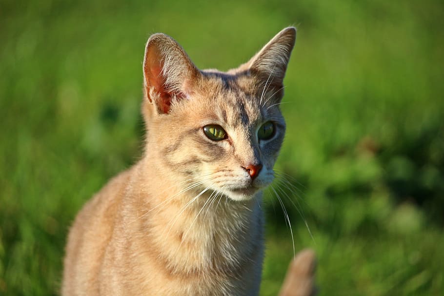 cat, kitten, breed cat, mackerel, young cat, domestic cat, mieze HD wallpaper