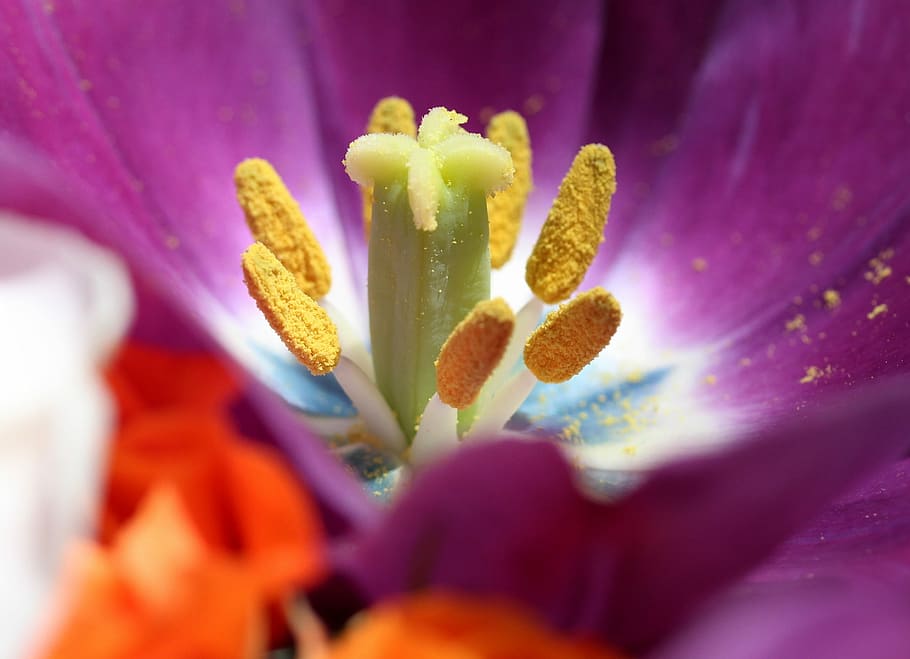tulip, pollen, interior, mov, petals, spring, flowering plant HD wallpaper