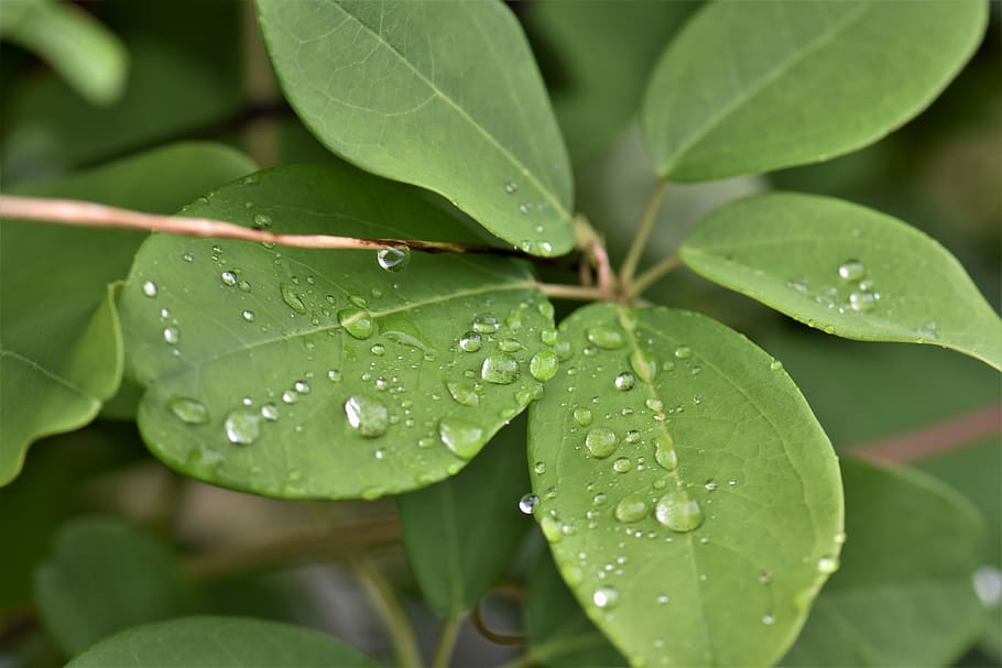 Leaves, Plant, Leaf, Raindrop, green, dewdrop, macro, green leaf HD wallpaper