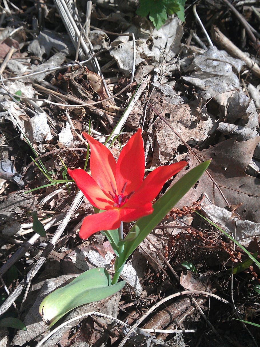 tulip, red, forest, orphaned, change of location, alone, plant HD wallpaper