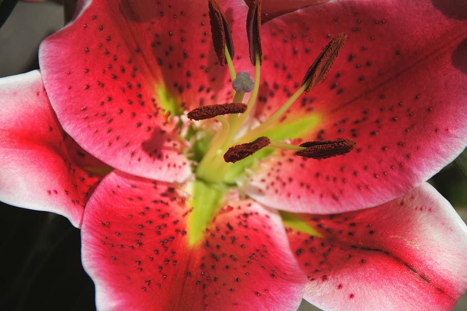 blossom, bloom, close, pistil, lily, red, flower, flowering plant HD wallpaper