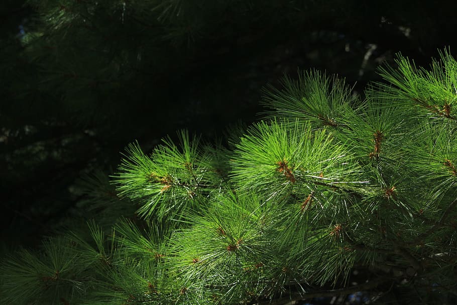 Pine, Needles, Nature, Evergreen, wood, christmas, environment HD wallpaper