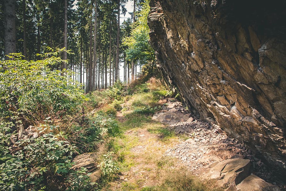 rock, forest path, nature, hiking, landscape, on the go, tree HD wallpaper