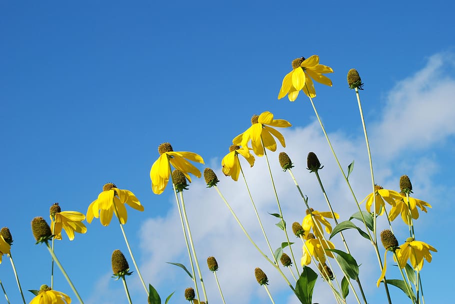 yellow sunflowers, sunlight, sky, clouds, leaf, plant, floral HD wallpaper