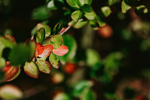 Close-ups of leaves, flowers and fruit on trees, part 2, closeup HD wallpaper