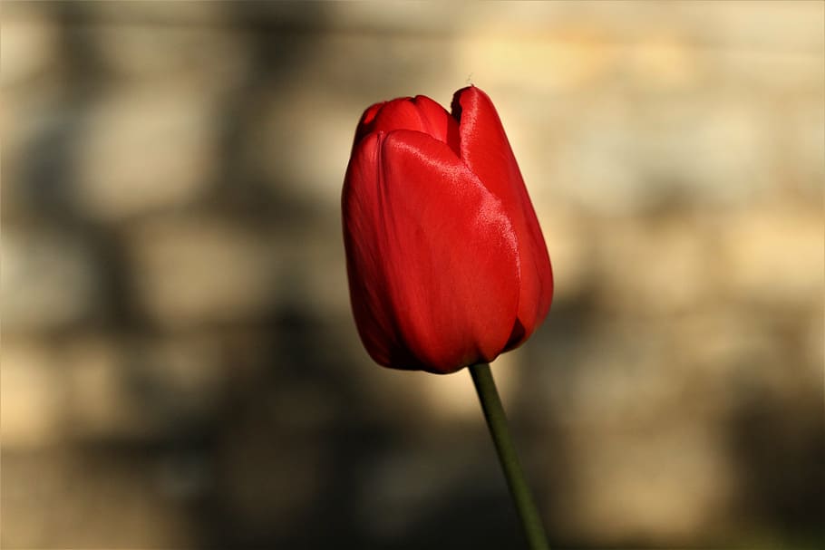 tulip, red, tulip spring, nature, flower, springtime, plant HD wallpaper