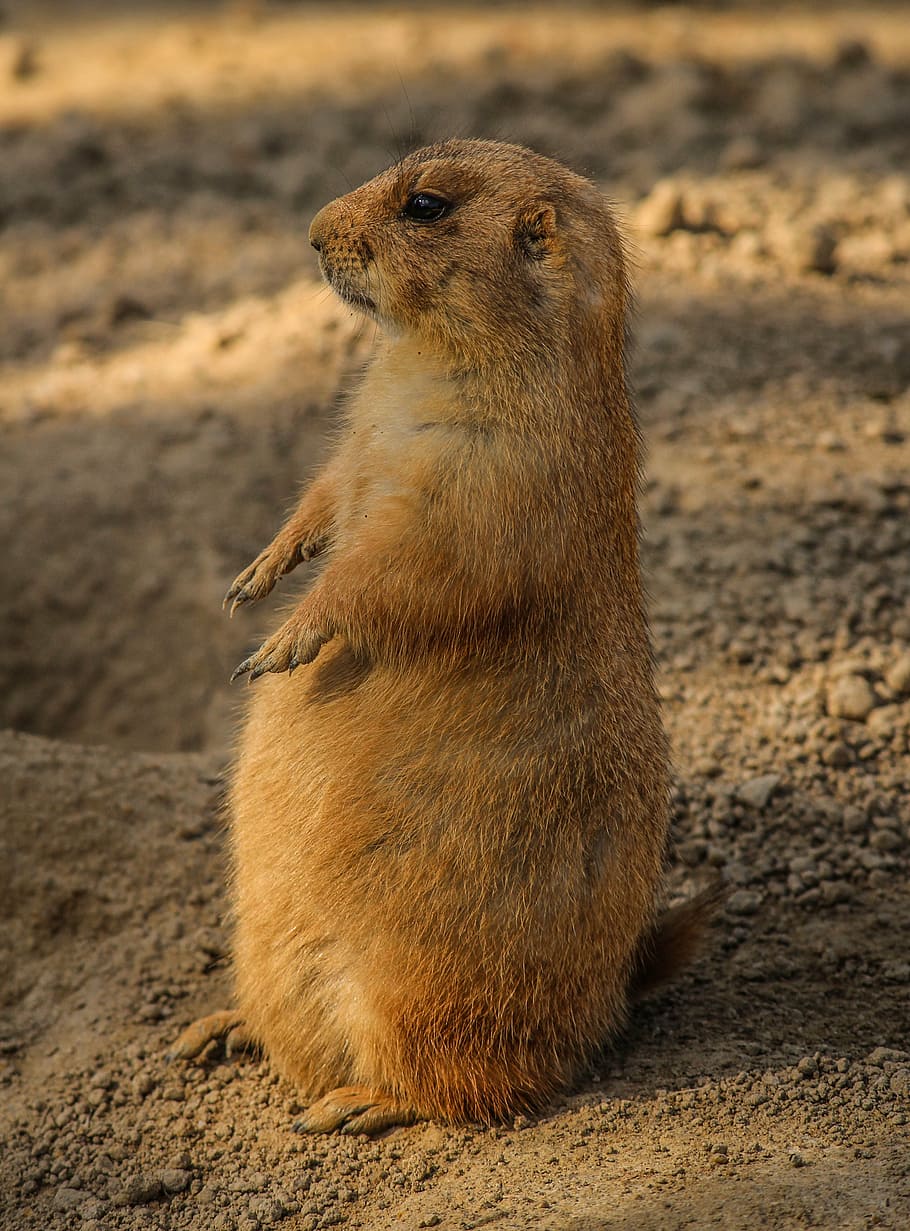 brown rodent standing on sand, prairie dog, cynomys, burrowing rodent, HD wallpaper