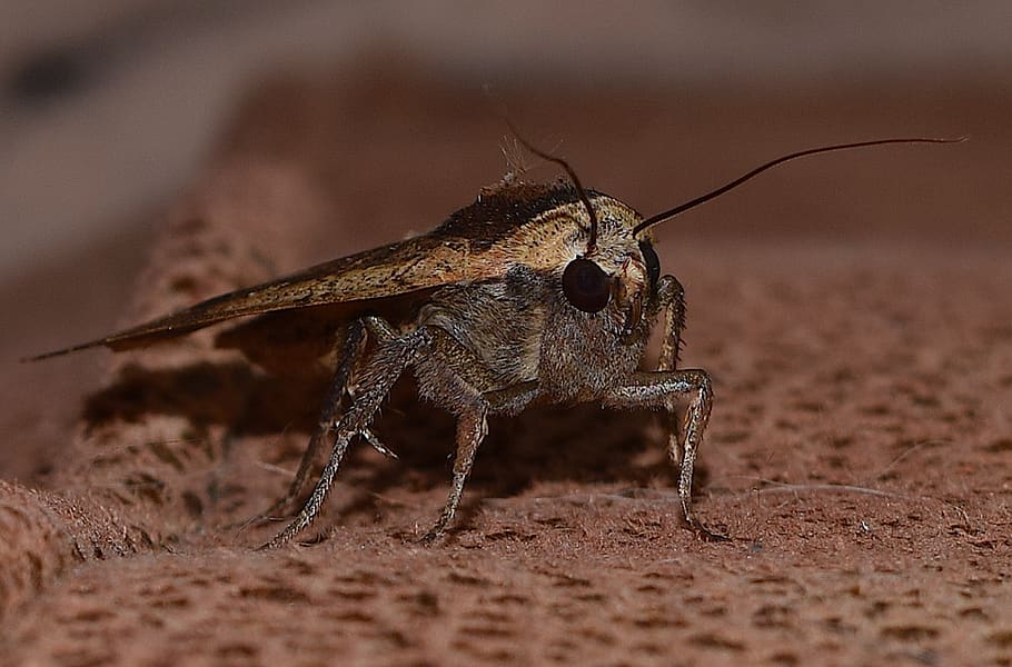 moth, bug, insect, animal, nature, wing, wildlife, fauna, summer HD wallpaper