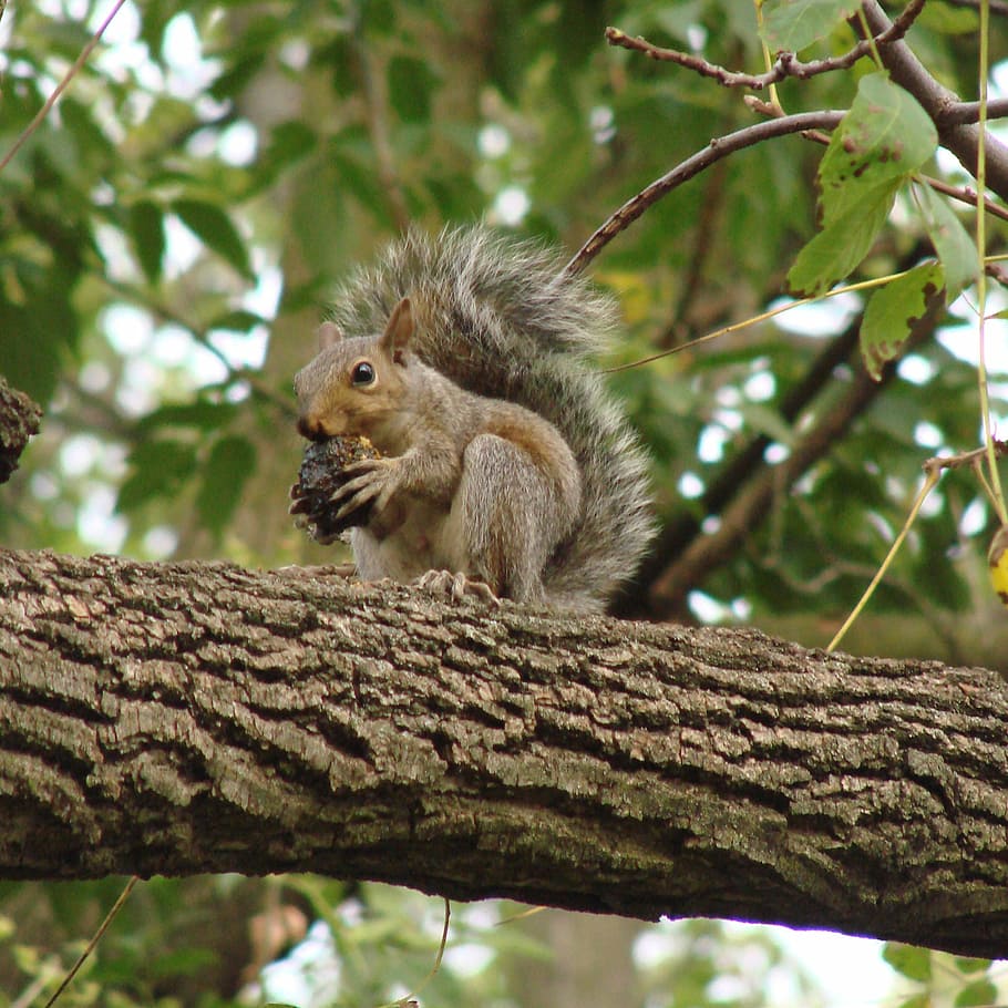 squirrel, eating, tree, branch, nut, outdoors, nature, animal HD wallpaper