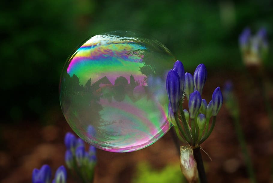 selective focus macro photography of purple petaled flower and bubble HD wallpaper