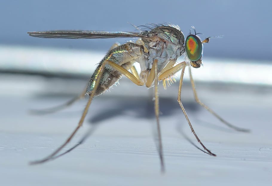 insect, nature, diptera, sciapus, pallens, animal, close-up HD wallpaper