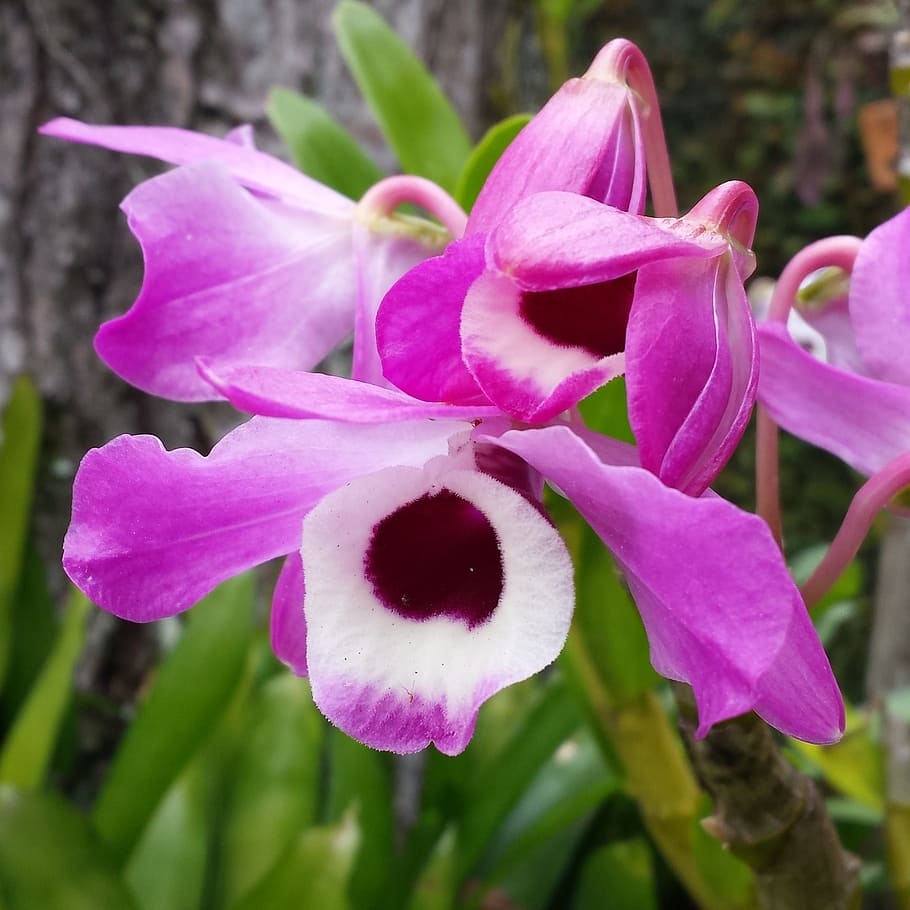 orchids, nature, gardens, spring, flowering plant, petal, freshness HD wallpaper
