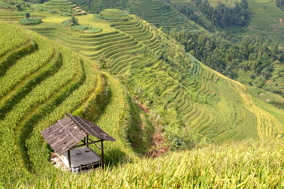 rice, plantation, rice plantations, rice fields, asia, landscape