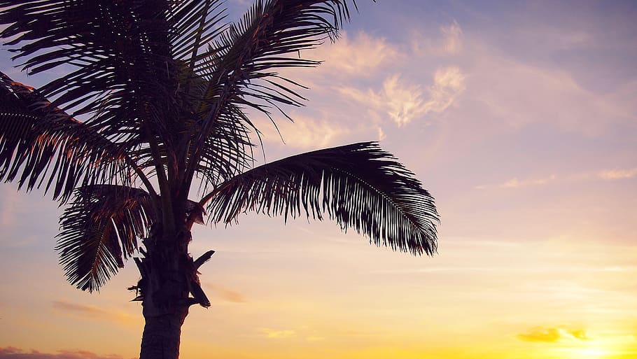 sunset, sky, clouds, dusk, silhouette, palm tree, nature, vacation HD wallpaper