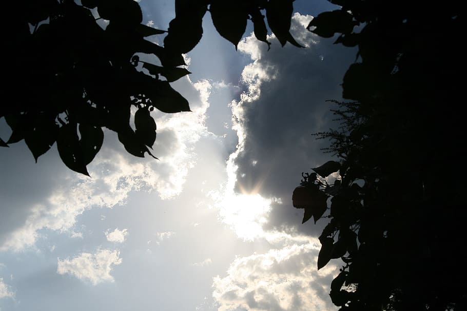 Sun, Clouds, Light, sun on clouds, sky, shimmer, edging, tree HD wallpaper