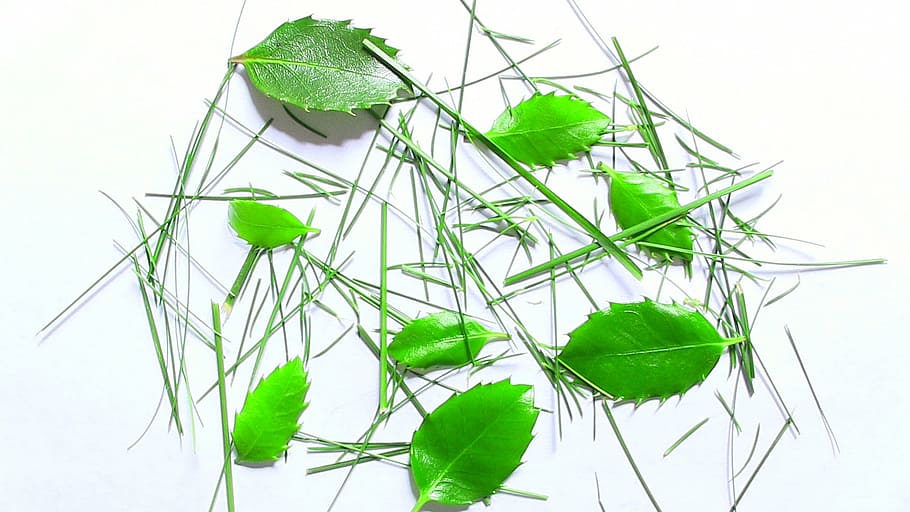 grass, leaves, green, isolated, leaf, plant part, green color HD wallpaper
