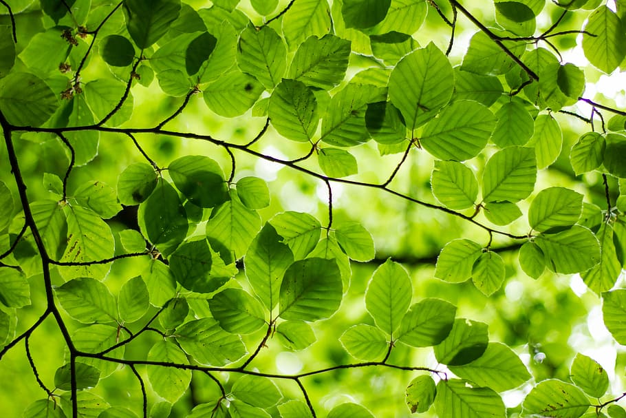 green leafed plant, green leaves, plant part, green color, growth HD wallpaper
