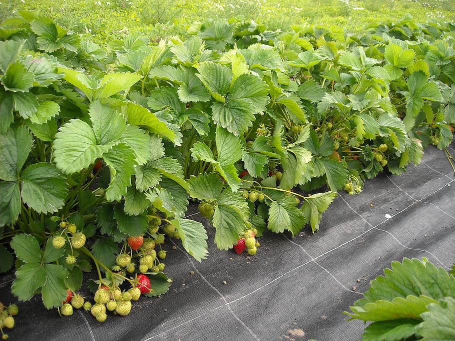 strawberries, plants, green, fruits, leaves, garden, gardening