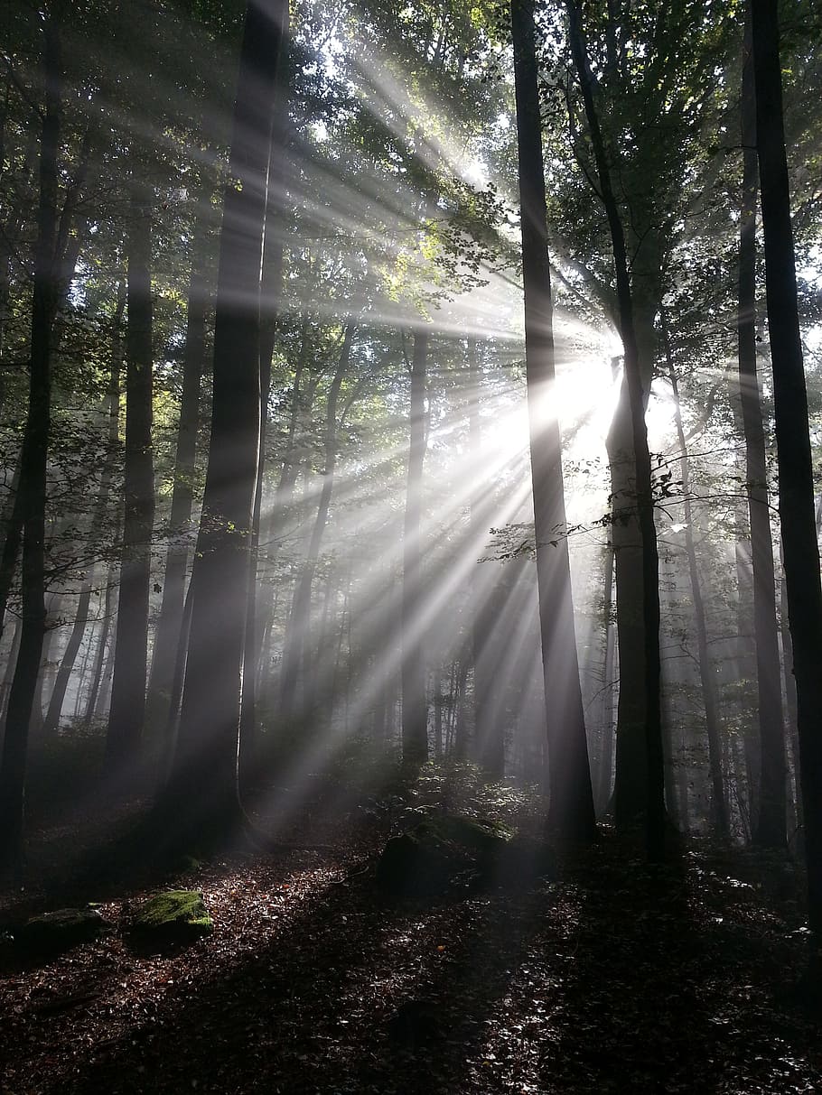 photography of forest during daytime, daylight, sunbeam, rays HD wallpaper