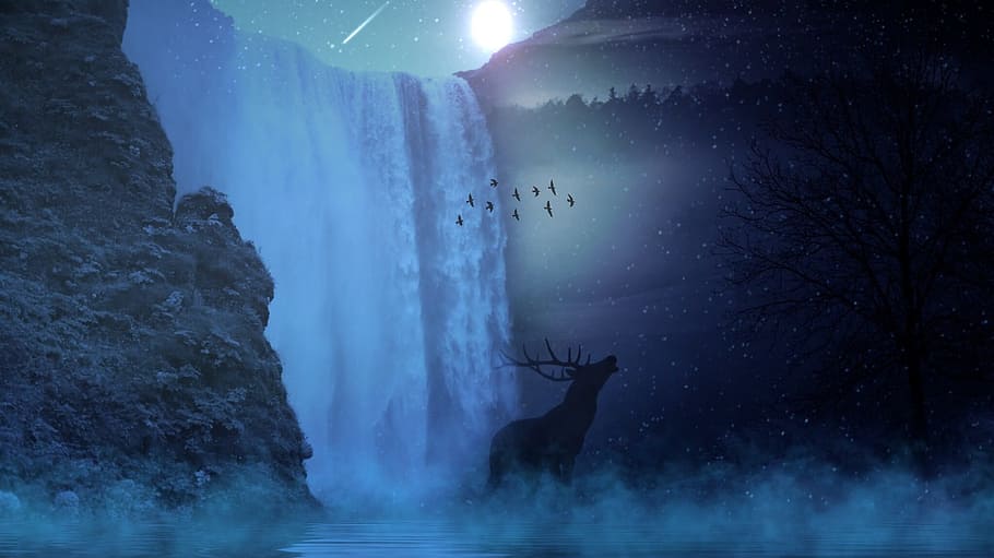 Reindeer and water fall during night time, hirsch, wild, sun, HD wallpaper