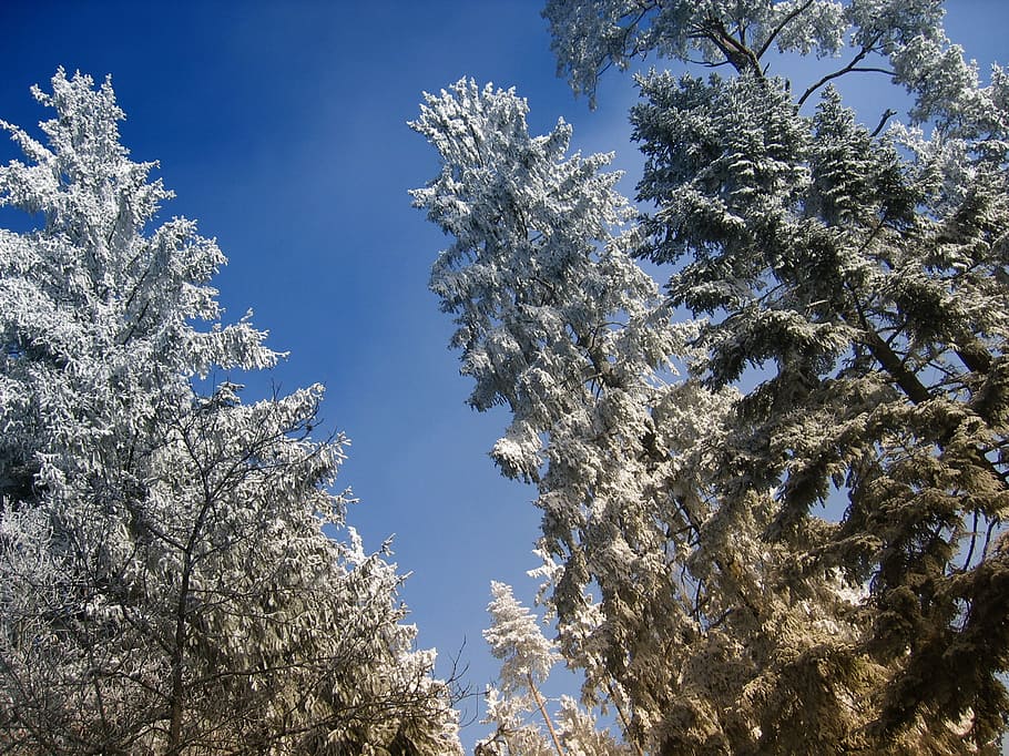 branches, aesthetic, snow, covered, winter, tree, snowy, winter magic HD wallpaper