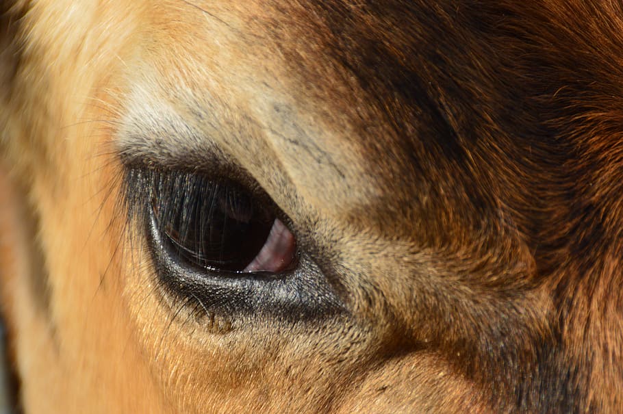 animals, cow, eye, animal themes, one animal, mammal, animal body part HD wallpaper