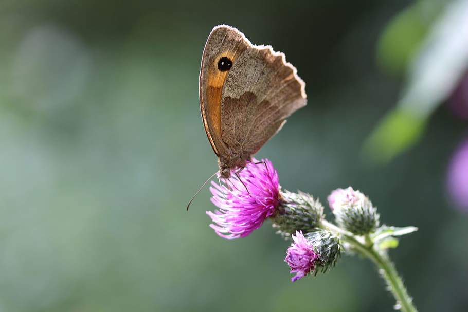 butterfly, summer, close up, flower, flowering plant, insect HD wallpaper