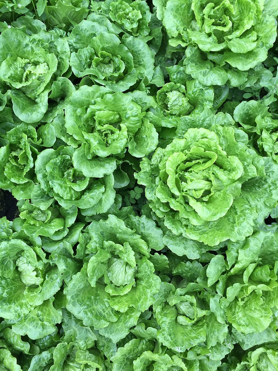 vegetables, field, vegetable fields, green color, full frame HD wallpaper