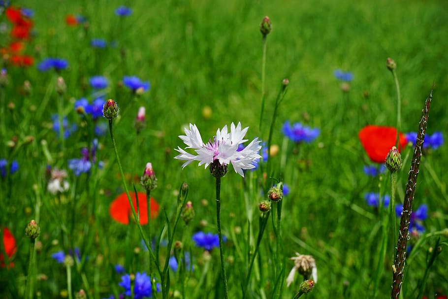 red and white petaled flowers in bloom at daytime, cornflower HD wallpaper