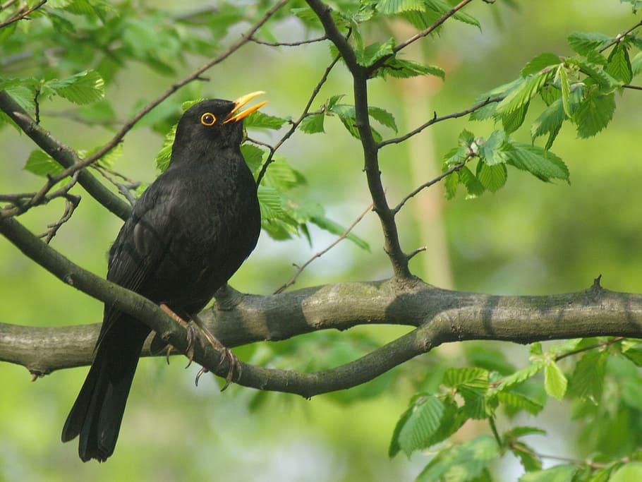 black bird perched on twig during daytime, blackbird, males, species, HD wallpaper