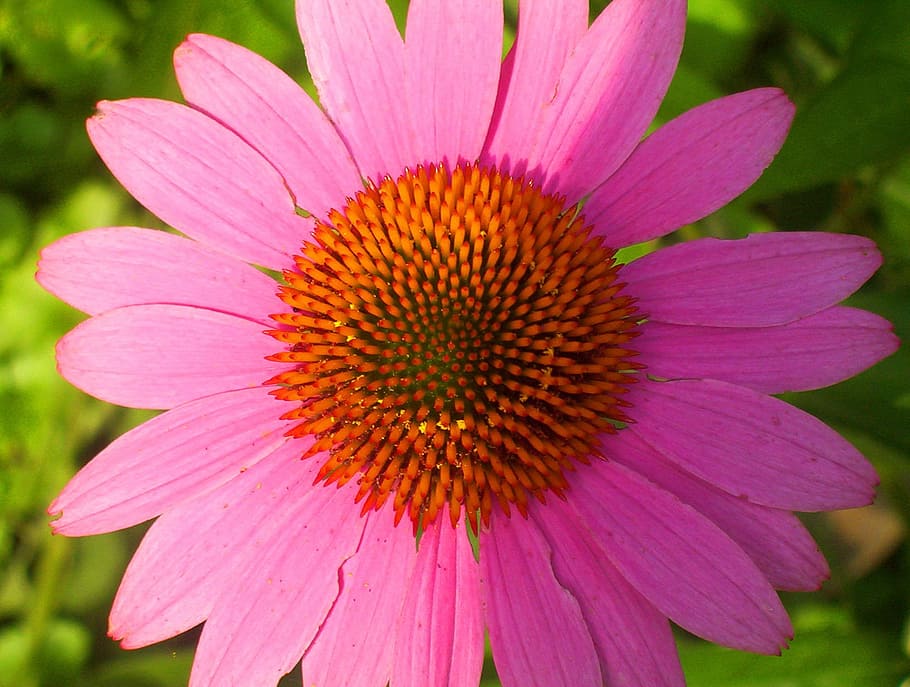 daisy, flower, pink, bloom, summer, floral, garden, blossom HD wallpaper