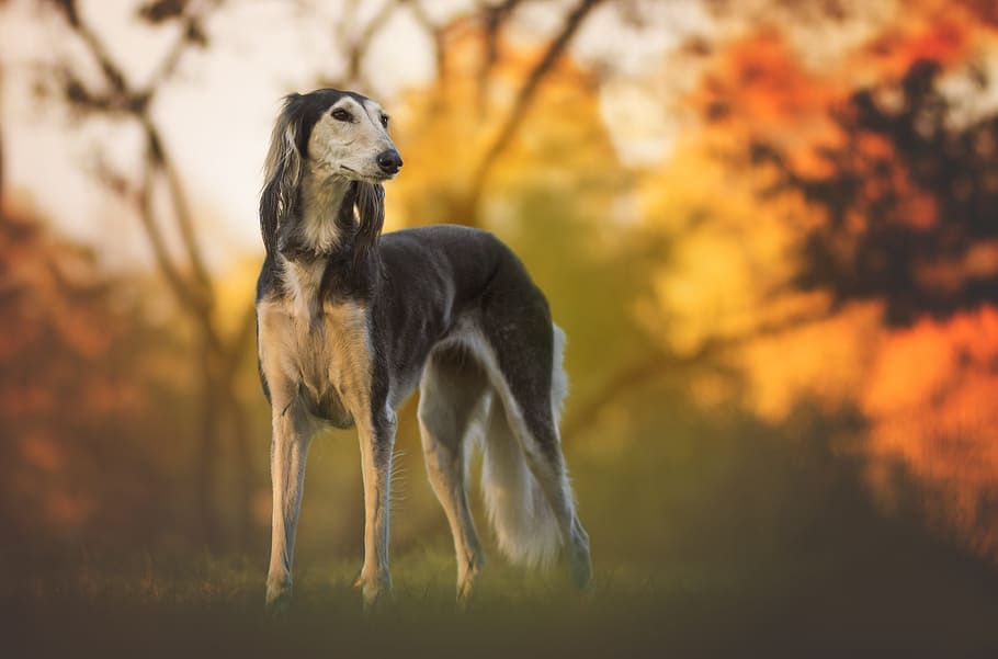 tilt shift photo of saluki dog, nature, greyhound, pet, animal